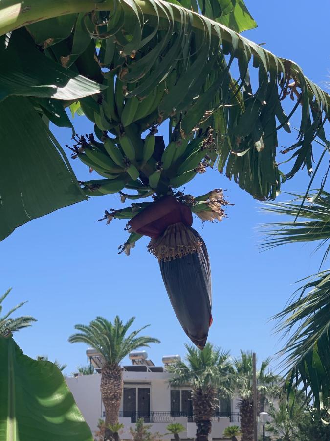 Aparthotel Pals Pefkos Pefki